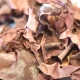 Alga Dulse biologica coltivata in Irlanda - 100g